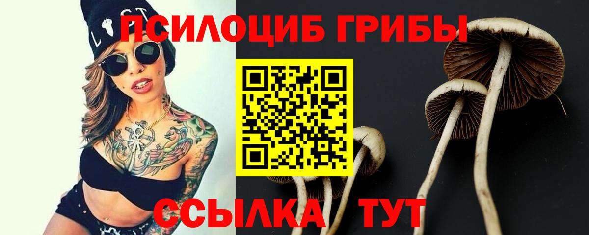 Псилоцибиновые грибы Psilocybe Хасавюрт